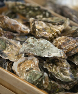 Huîtres fines de claires