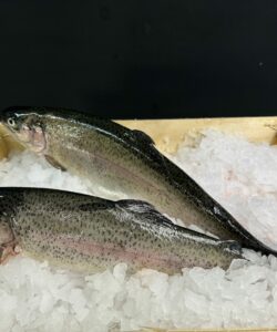 Truite de mer poisson , fécamp, achats