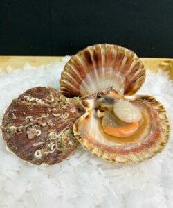 Coquilles st-jacques