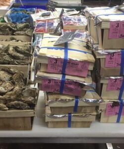 Huîtres de Cancale, cancale, normandie, bretgane, port