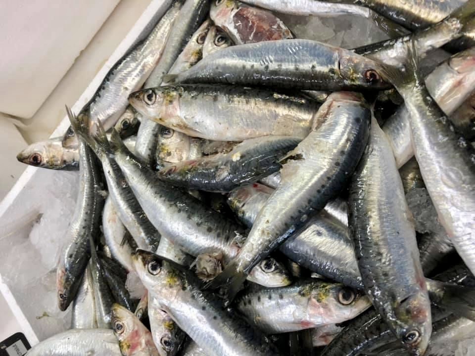 Sardines bretonnes, les 1 kg