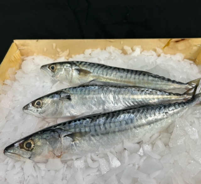 Maquereaux 300/500 grs, les 1 kg