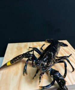 Homard vivant 4/600 grs, 6/800 grs, 1/2 kg, 800/1 kg, eurpéen, achats, port, fécamp, shopping