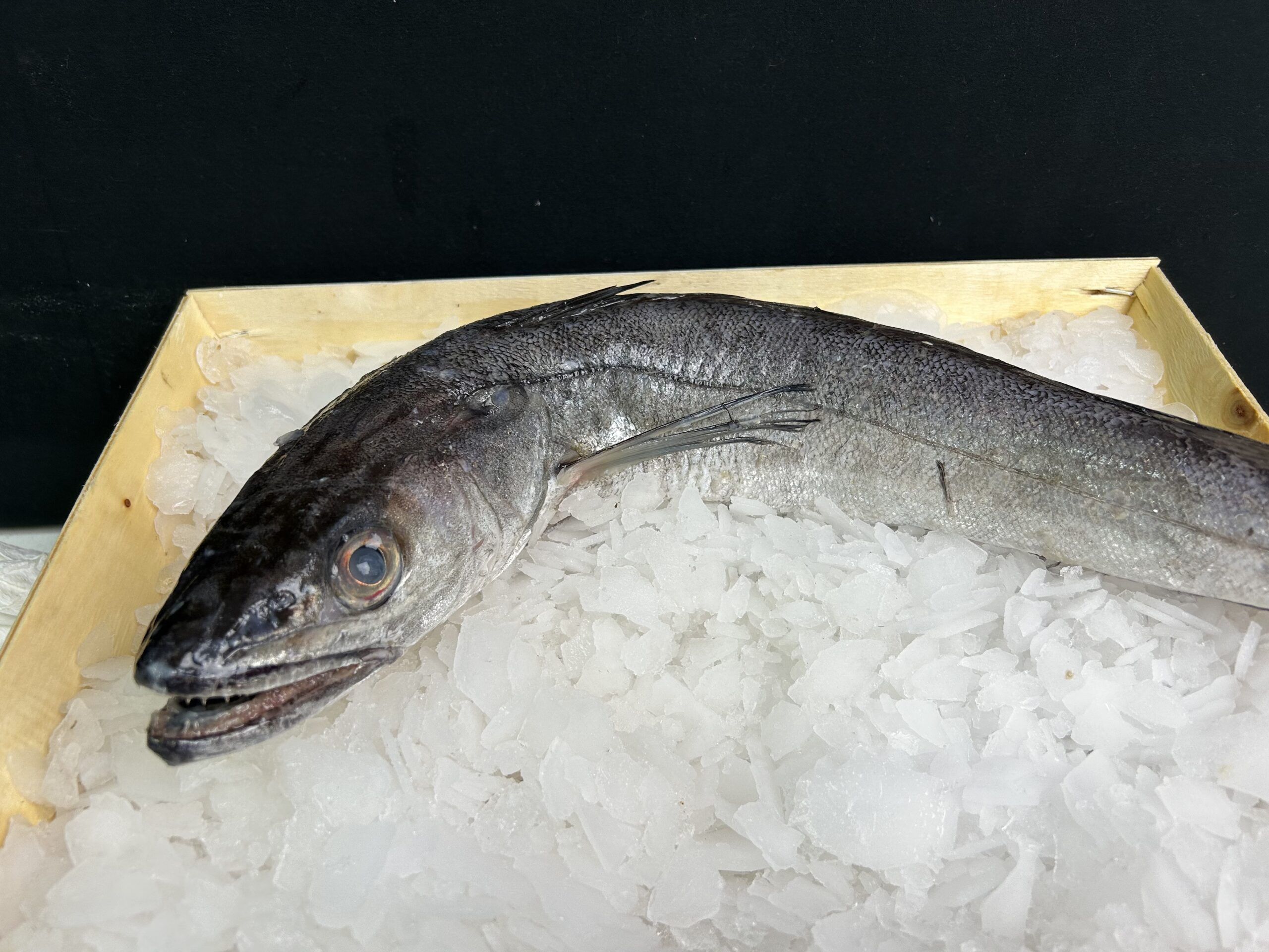 Merlu 1/2 kg, la pièce de 1.5 kg env