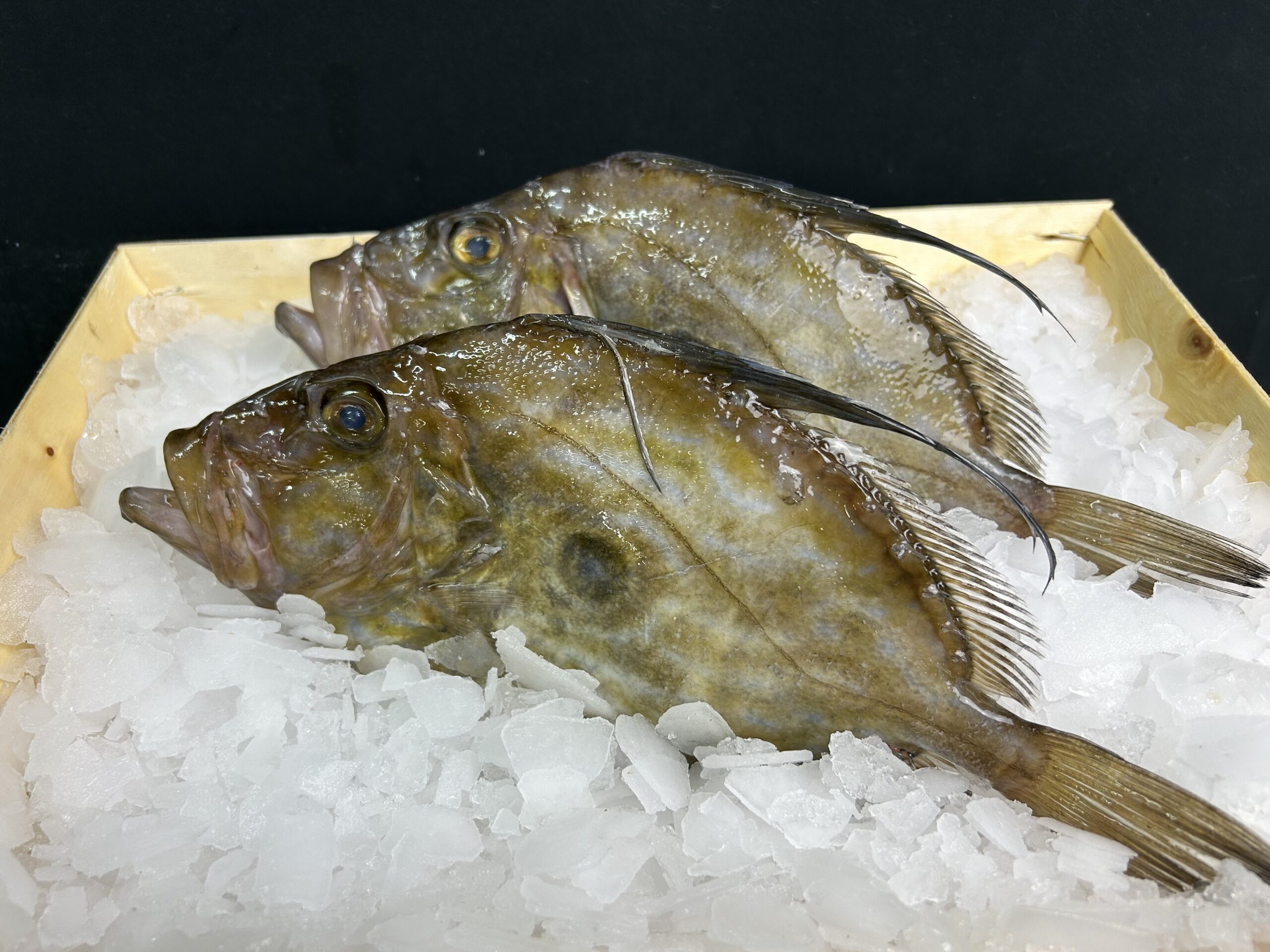 Saint pierre vidé 2/3 kg poissons fins, port de fecamp