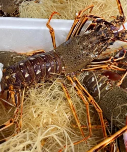 Homards et Langoustes