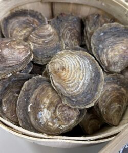 Huîtres Plates, La Bourriche de 3 kg